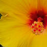 Yellow Hibiscus