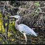 Great Blue Heron #2