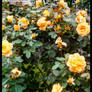 Yellow Roses