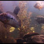 5 of 6 Types of My Cichlids Present