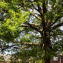 Base of Couple Hundred Year Oak