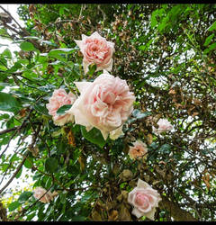 Roses hanging for you