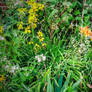 Wide Shot the Wild Garden