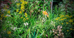 Wide Shot the Wild Garden