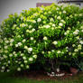 Super Hydrangea Bush-Tree