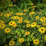 Field of Golden Beauty