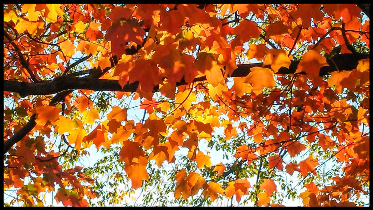 Sunfall Colors Welcome Sun and Fall Colors by morningstarskid on DeviantArt