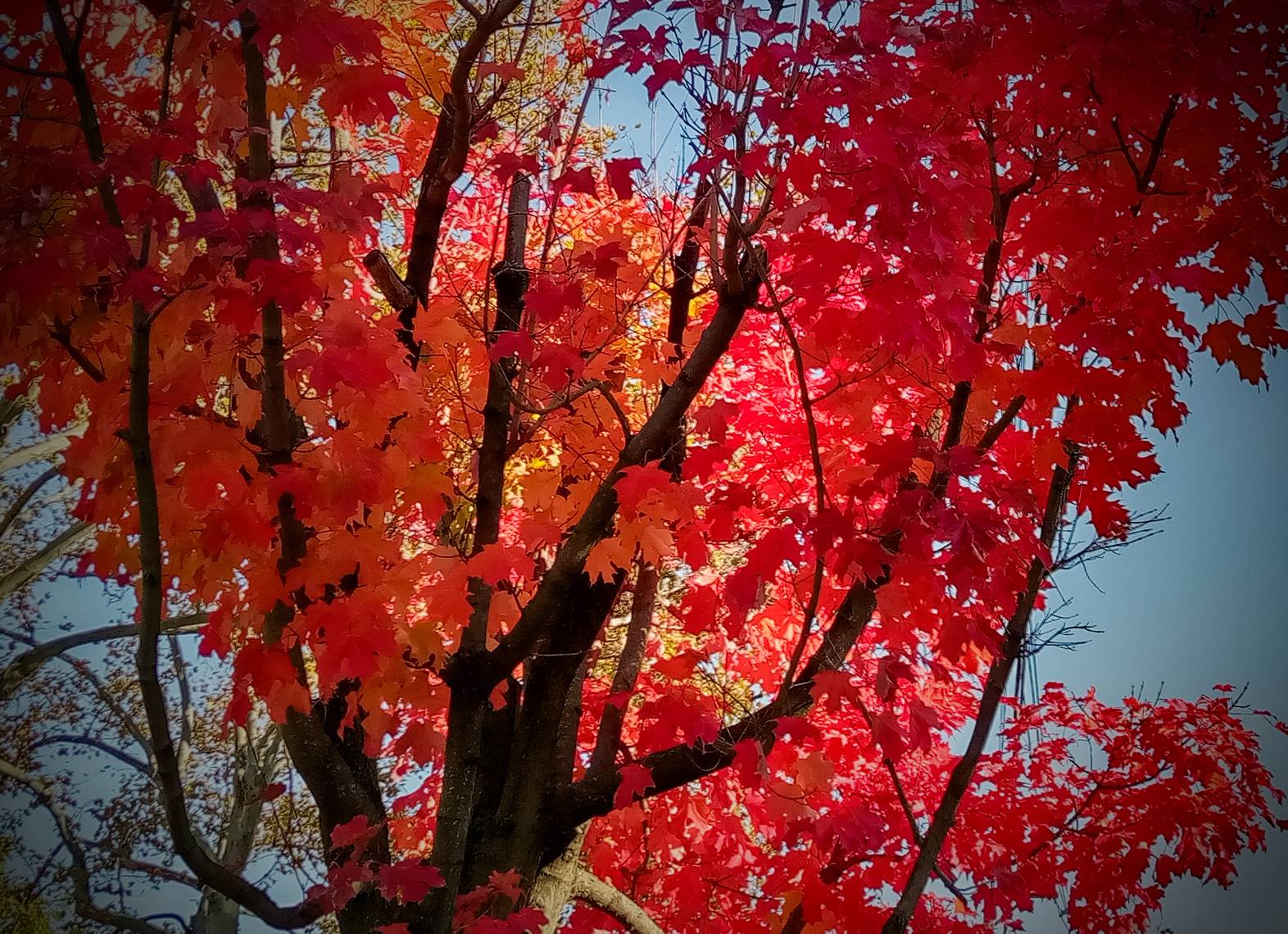 All the Red Maples Colors by morningstarskid on DeviantArt