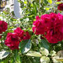 Exceptional Gorgeous Red Roses