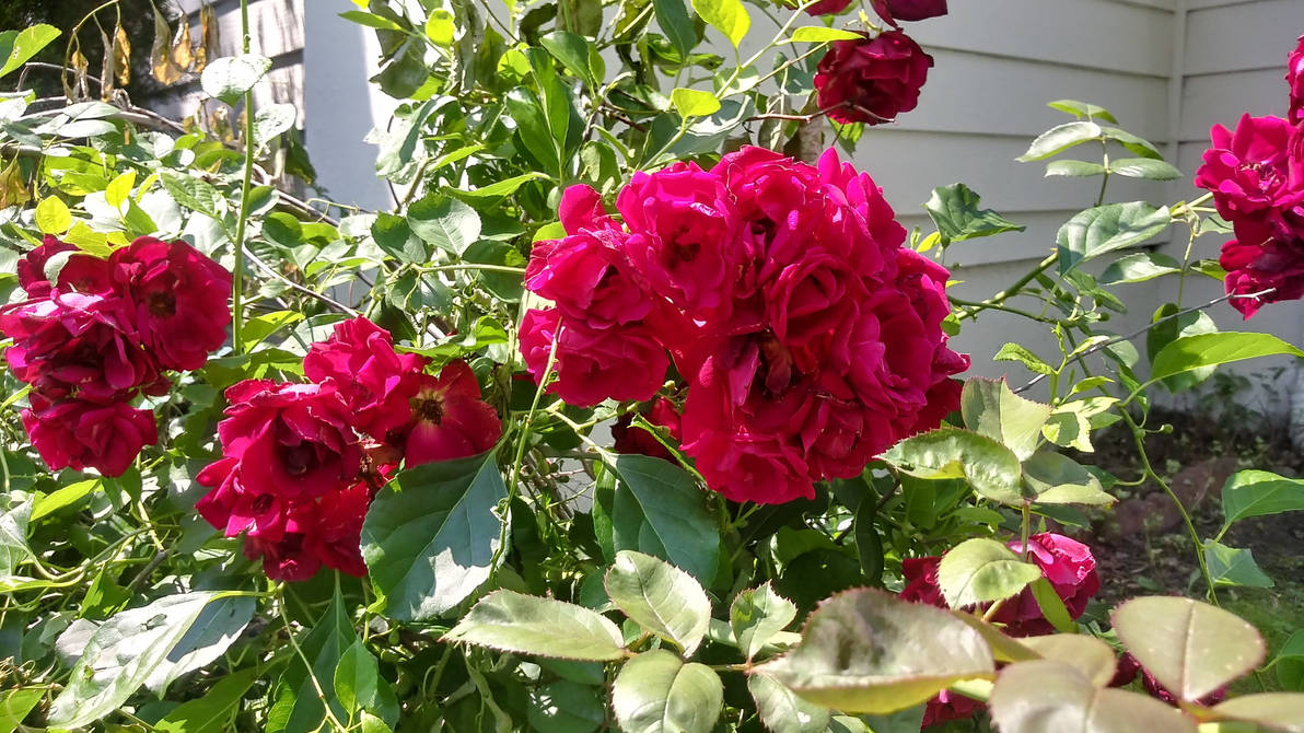 Exceptional Gorgeous Red Roses by morningstarskid on DeviantArt