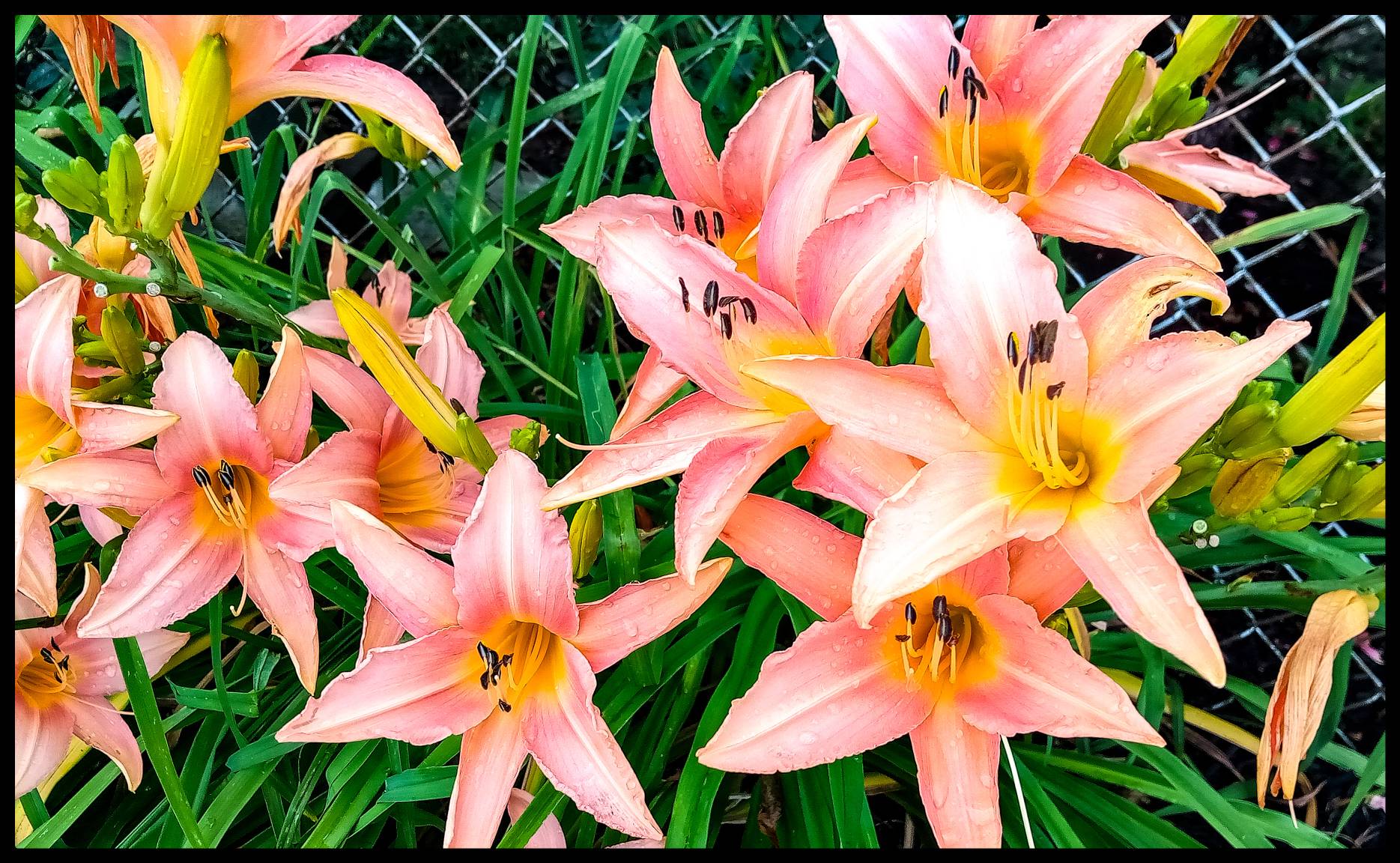 Beautiful Lilly Fields