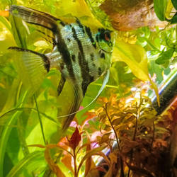 Peruvian Angelfish 