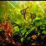 Peruvian Angles...Anubias Plants...Amazon