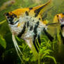 Pair Koi Marbled Angelfish