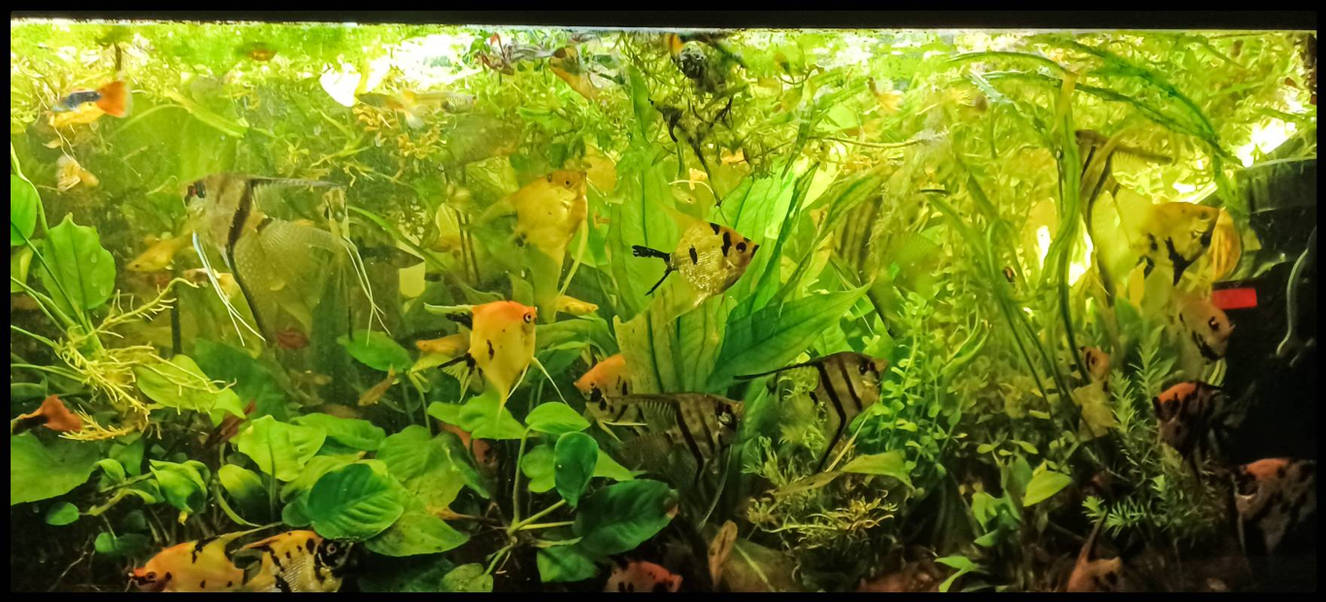 Good Morning DA People!! by morningstarskid on DeviantArt