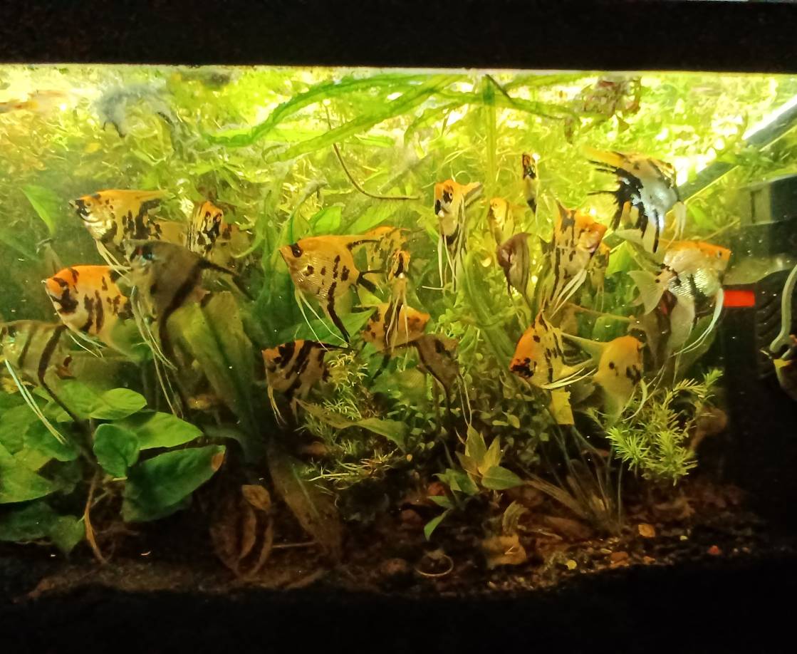 Gold Rush. My Live Planted Angelfish Jungle by morningstarskid on ...