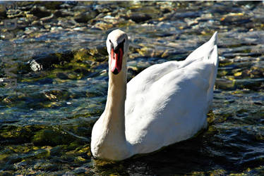 Lake Swan