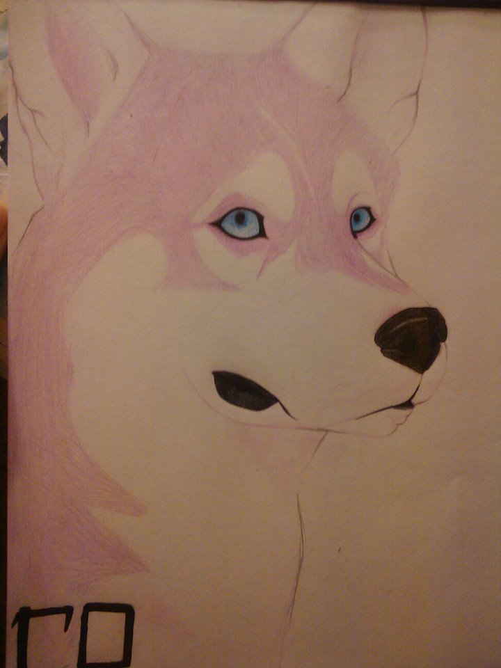 Pink Husky