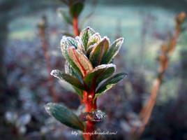 The First Frost_1