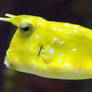 Longhorn Cowfish