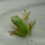 Frog 008