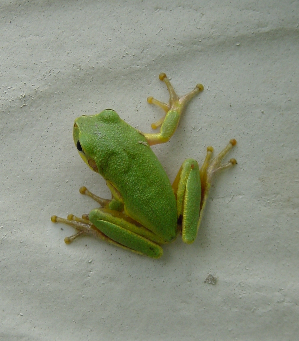 Frog 008