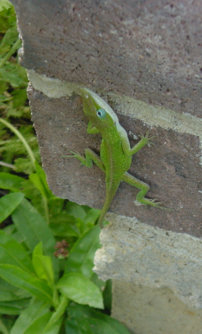 Lizards 005