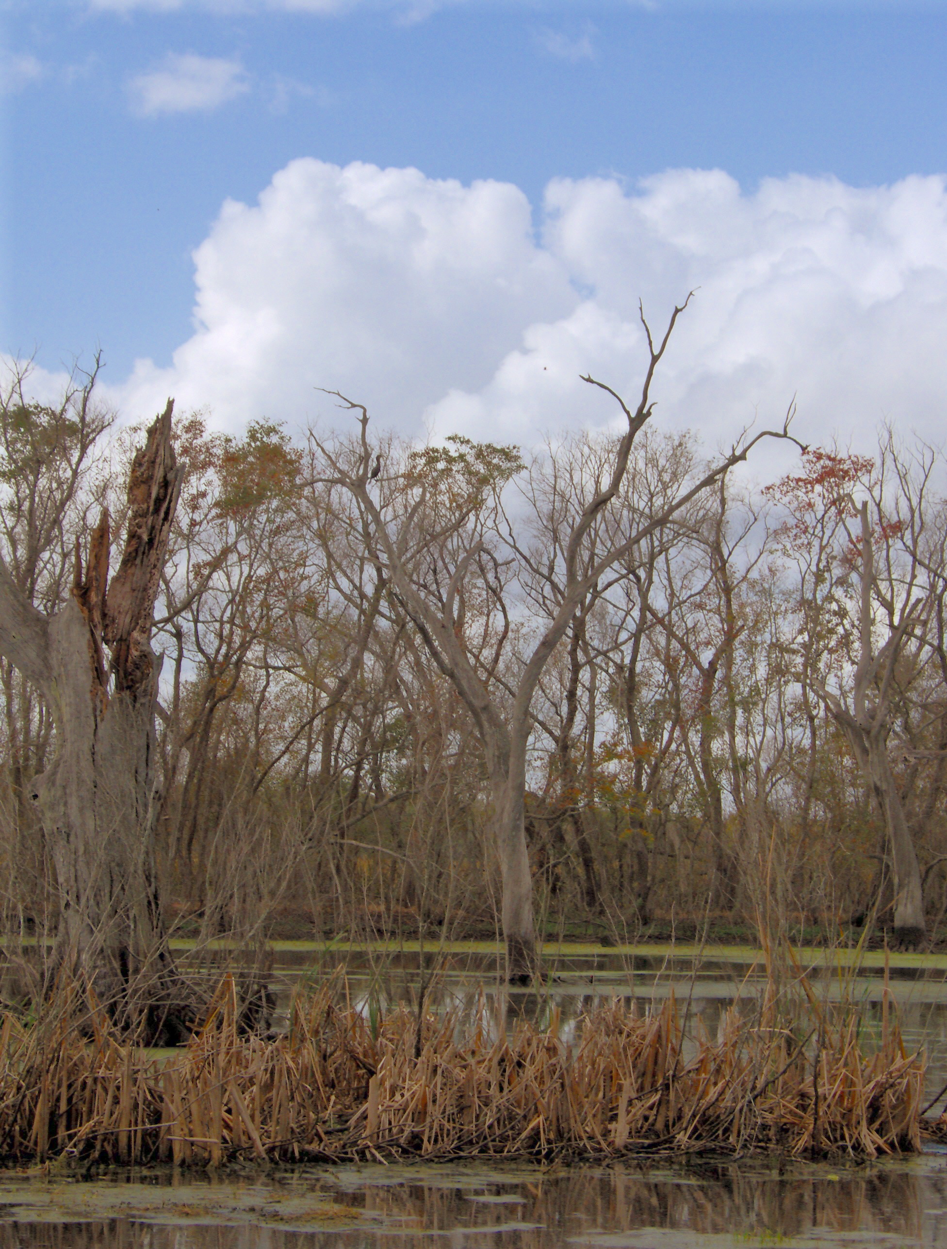 Brazos Bend 015