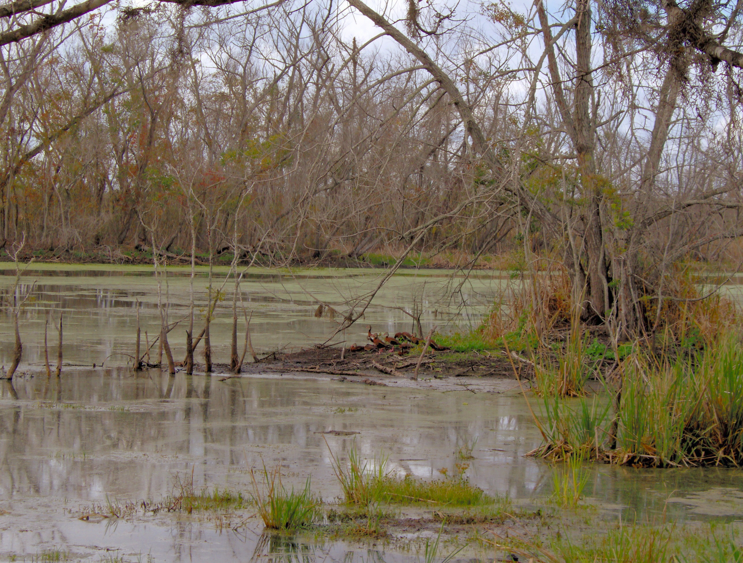 Brazos Bend 016