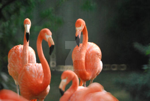 Group of Flamingos