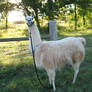 Lovely Lucy the Therapy Llama