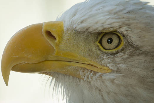 Bald Eagle Extreme CloseUp