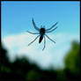 itzee bitzee spider