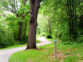 Twisted Green Road