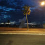 Palm Tree in front of the road