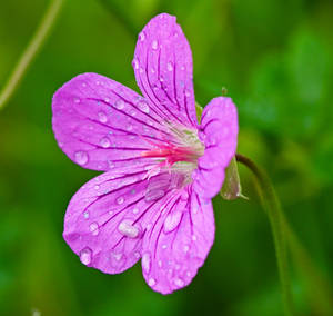 Pink Flower with Raindrops