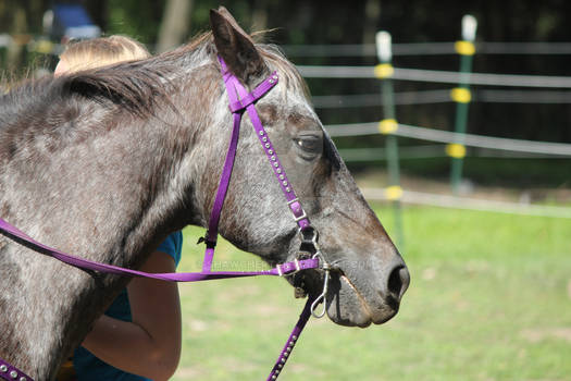 Smokey the horse