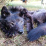 Severe, Personal dancing wolf headdress.