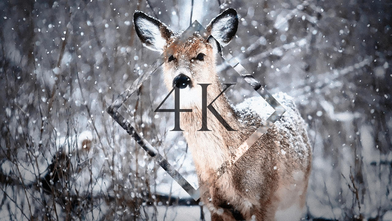 OC] Snowy 4k - Deer - 4k Wallpaper by Total-Chuck on DeviantArt