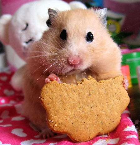 Cute Hampster