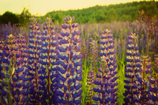 Lupines