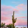 Lonely Saguaro