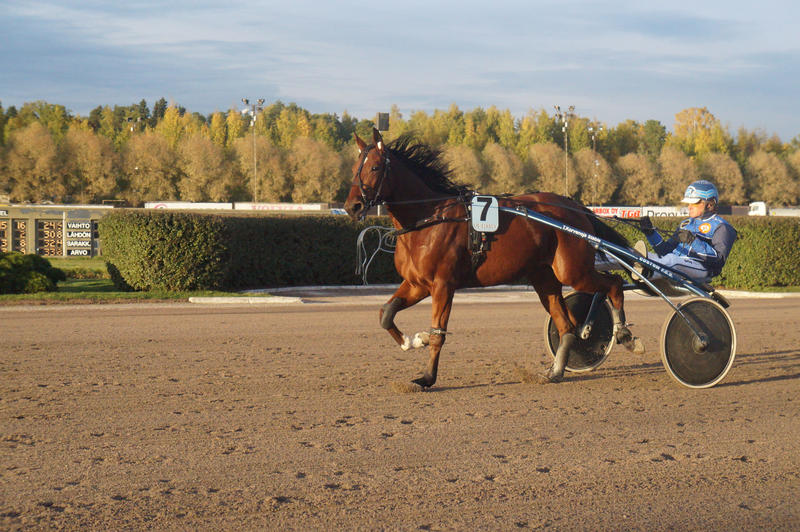 Harness racing 007