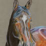 Warmblood portrait in pastels