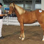 Finnhorse 09 (yearling)