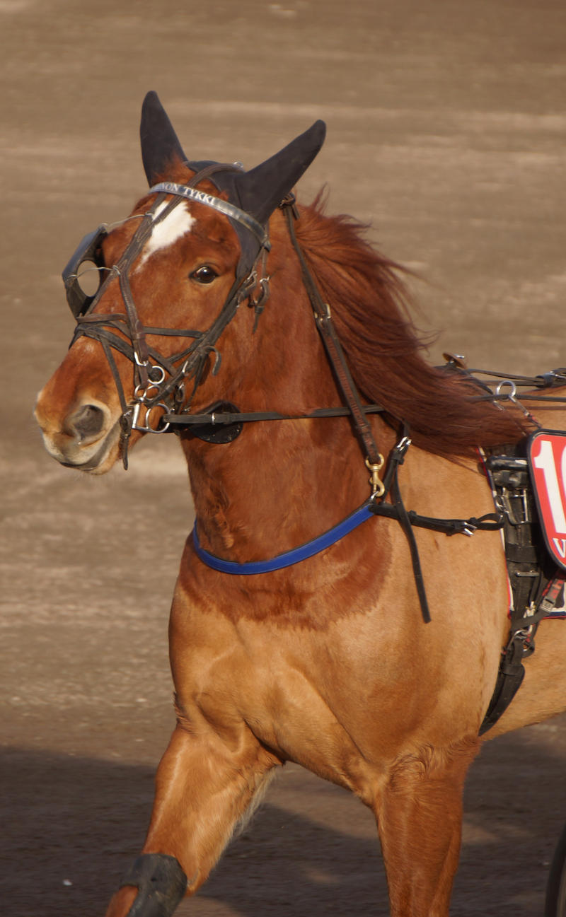 Harness racing 041