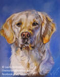 Golden Retriever in Pastels by Hei-La