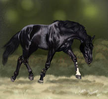 Trotting warmblood