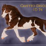 Cavitto Discovery 74