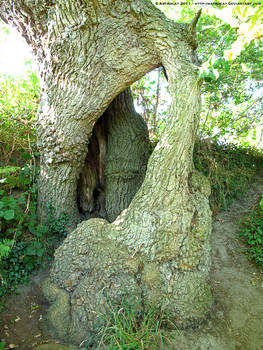 Hollow oak